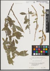 Foto von Salix pycnostachya Andersson